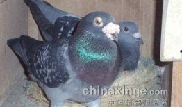 网红吃瓜鸽子图片高清,高清画面引网友热议